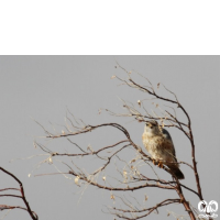 گونه ترمتای Merlin